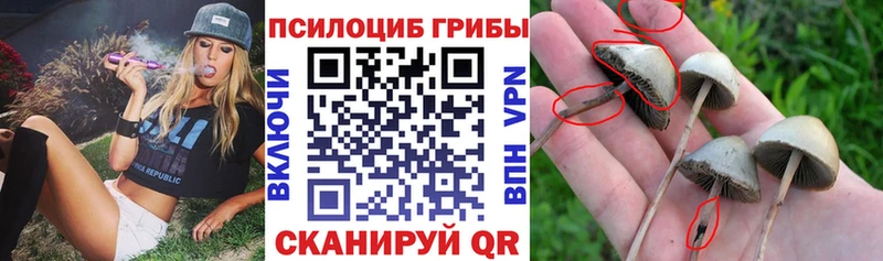 Купить  Избербаш  Галлюциногенные грибы GOLDEN TEACHER 